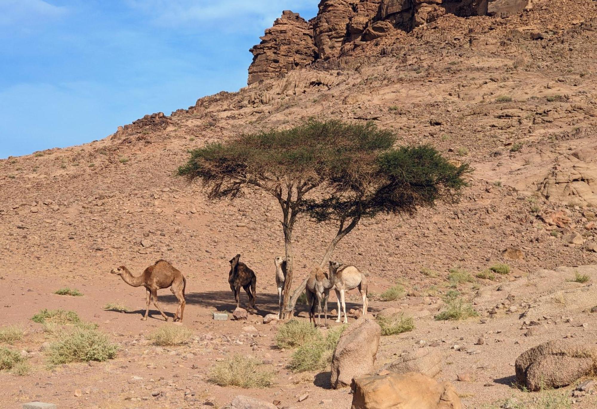 Wadi Rum Camp & Jeep Tour Exterior photo